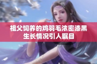 祖父饲养的鸡羽毛浓密漆黑生长情况引人瞩目