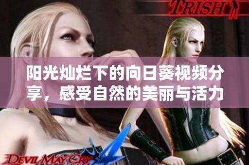 阳光灿烂下的向日葵视频分享，感受自然的美丽与活力
