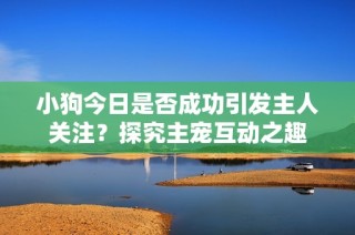 小狗今日是否成功引发主人关注？探究主宠互动之趣